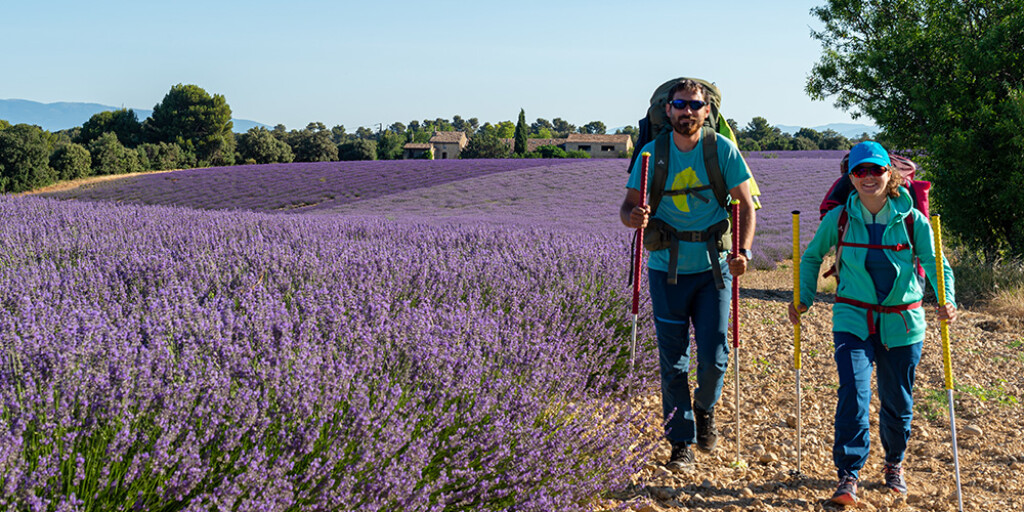 Randonnée dans les lavandes - Nouveau Territoire en Partage Restart - AD04 / Raoul Getraud