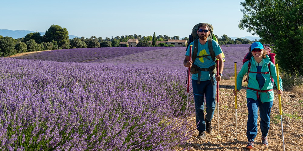 Randonnée dans les lavandes - AD04 / Raoul Getraud