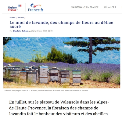 Le miel de lavande, des champs de fleurs au délice sucré  par Charlotte Cabon