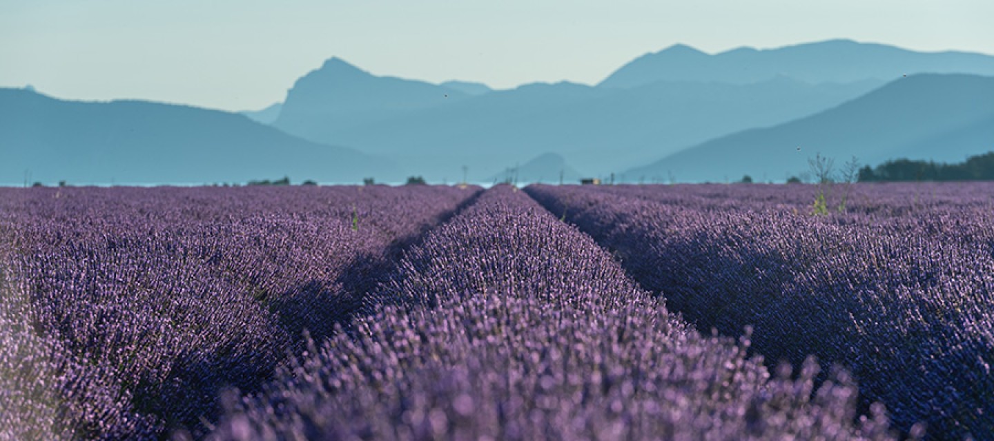 Champ de lavande plateau de Valensole ©AD04-Raoul Getraud