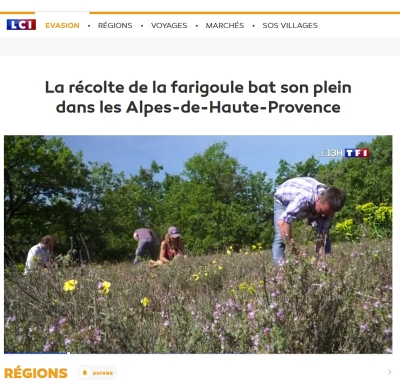 tf1 récolte de la farigoule