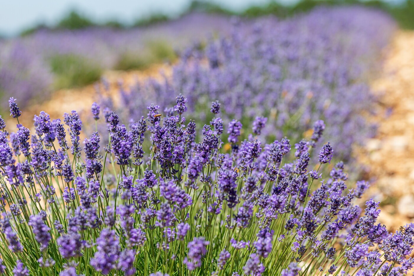 Champ de lavande lavandin Champ de lavande lavandin