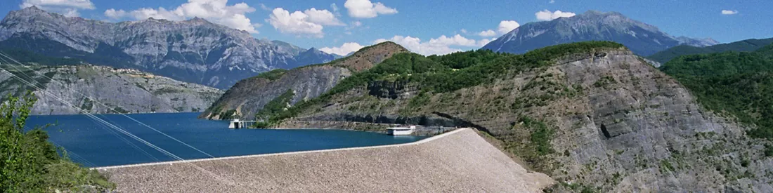 Lavender flowers close up