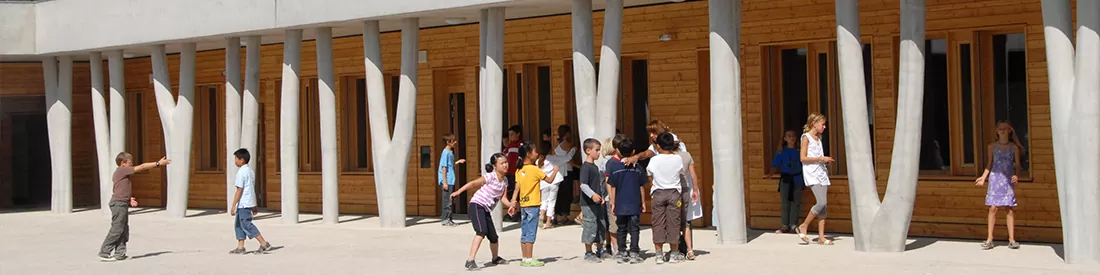 Lavender flowers close up