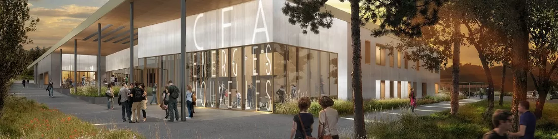 Lavender flowers close up