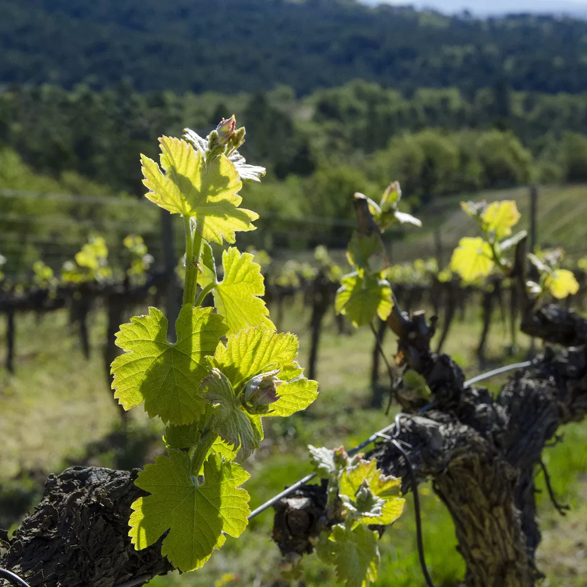 vigne des Alpes de Haute Provence