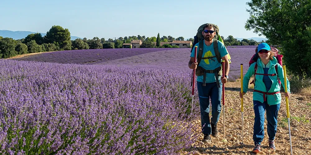 Randonnée dans les lavandes - Nouveau Territoire en Partage Restart - AD04 / Raoul Getraud Randonnée dans les lavandes - AD04 / Raoul Getraud