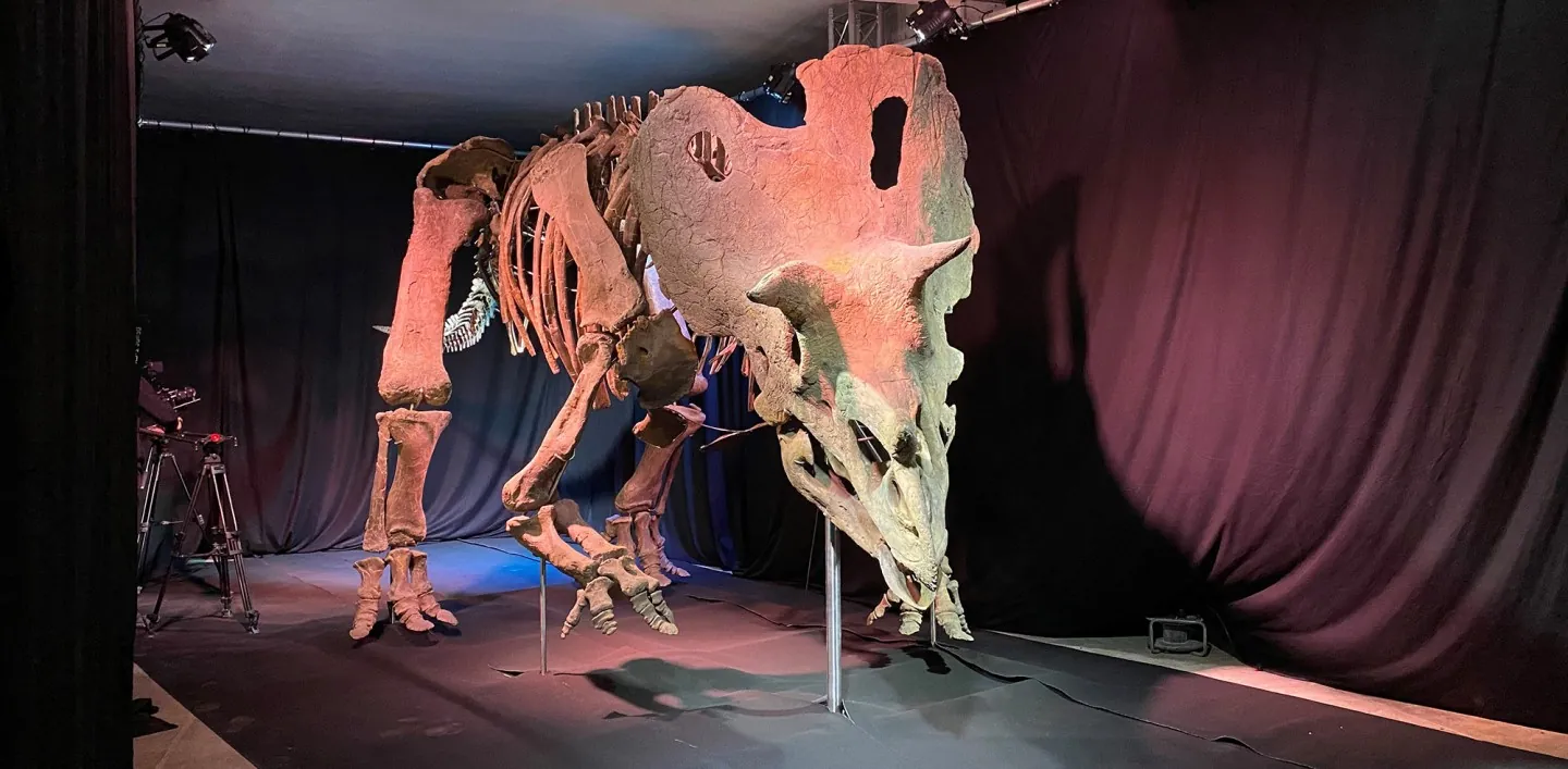 triceratops - Implantation de Steel wood stone Implantation de Steel wood stone