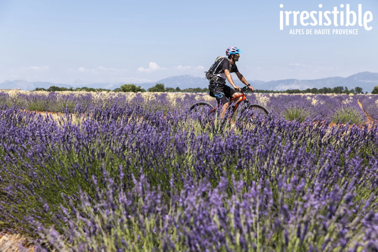 Vtt lavande ©AD04 / Thibaut VERGOZ Vtt lavande