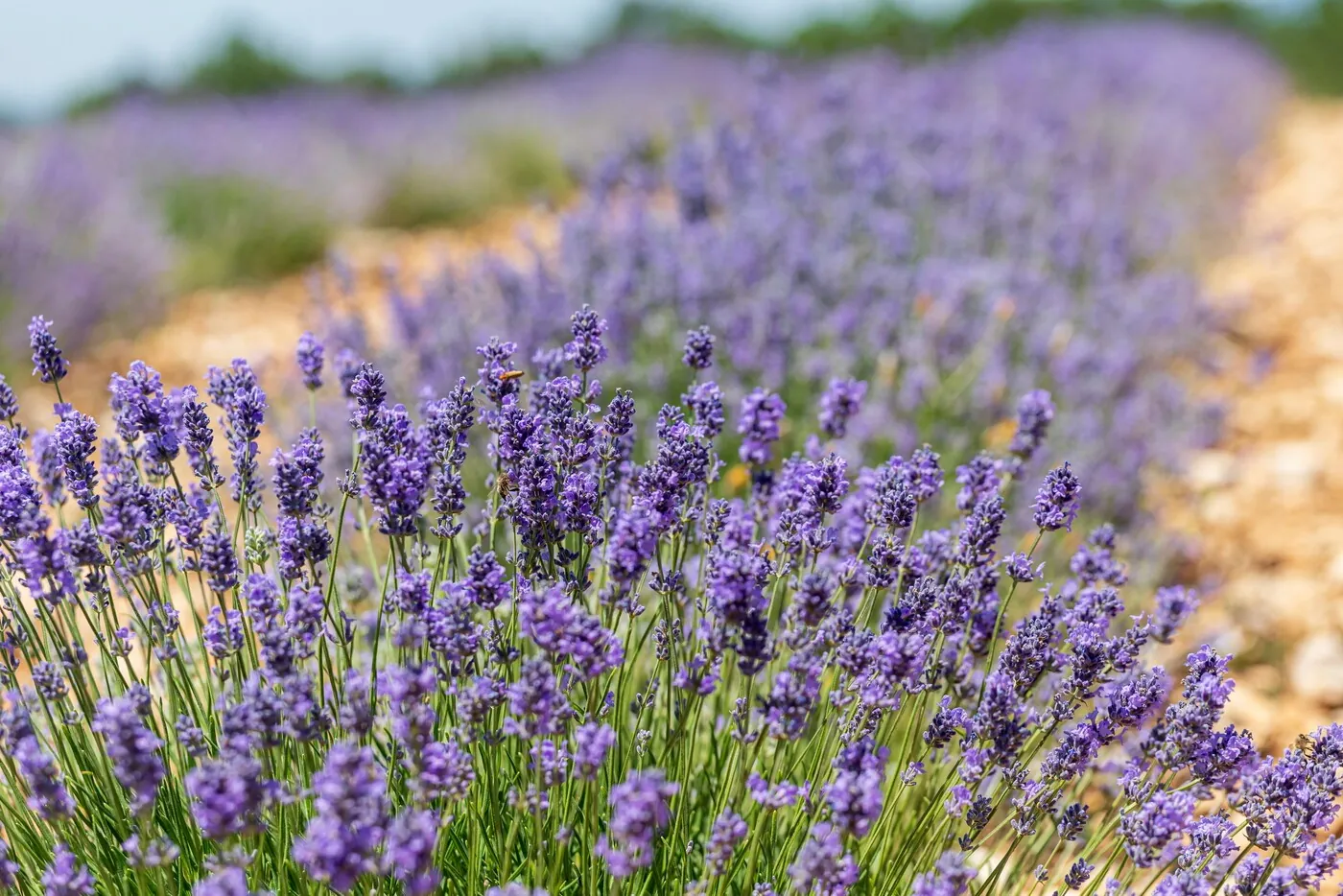 Champ de lavande lavandin